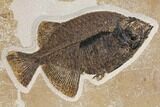 Fossil Fish (Phareodus & Mioplosus) Plate - Wyoming #144006-2